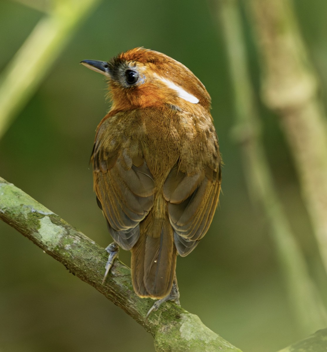 Ceara Gnateater - ML643848802