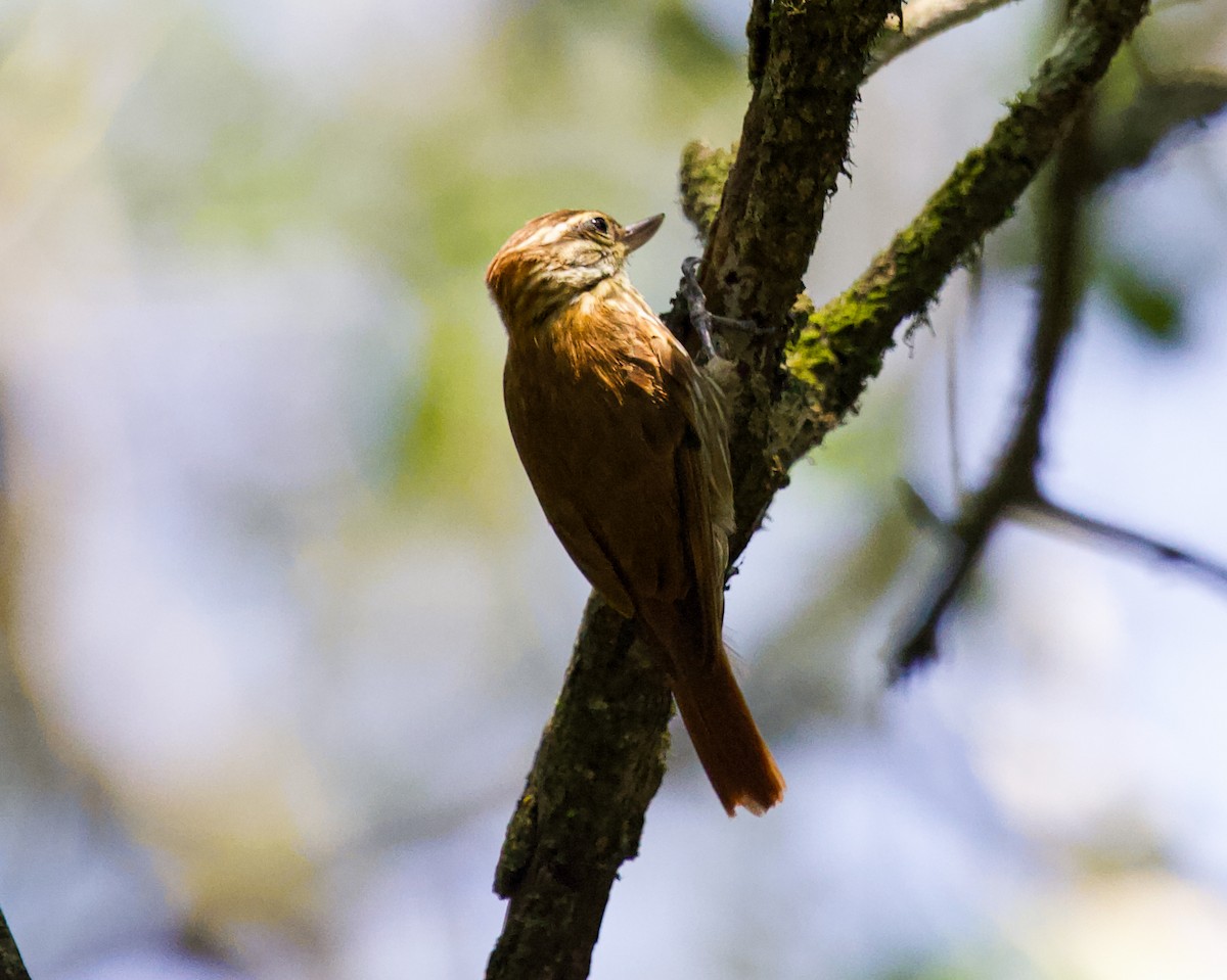 Streaked Xenops - ML643848804