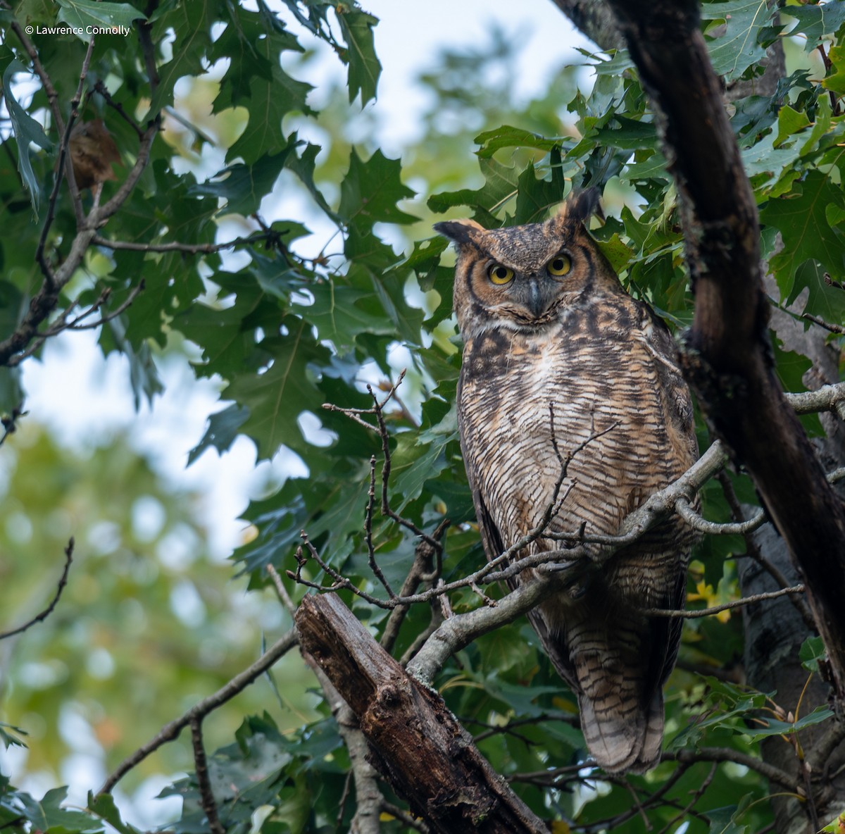 Great Horned Owl - ML643848805