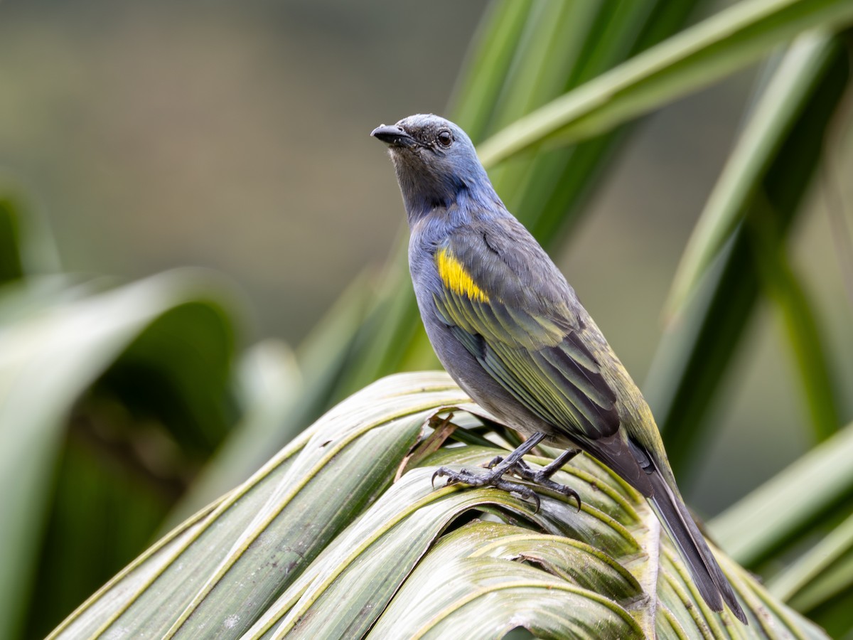 Golden-chevroned Tanager - ML643848807