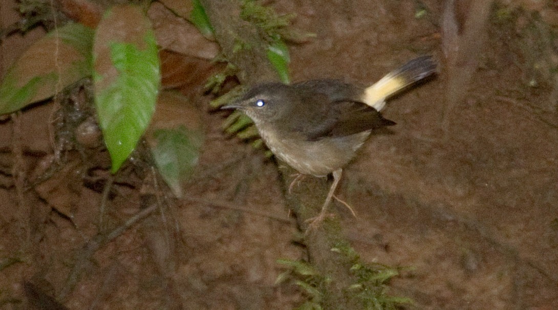 Buff-rumped Warbler - ML643848834