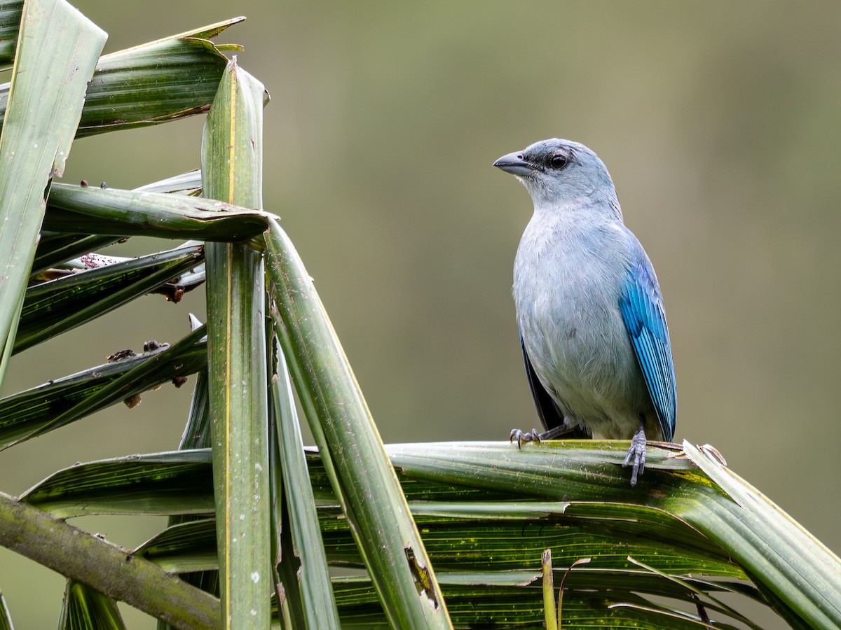 Azure-shouldered Tanager - ML643848838