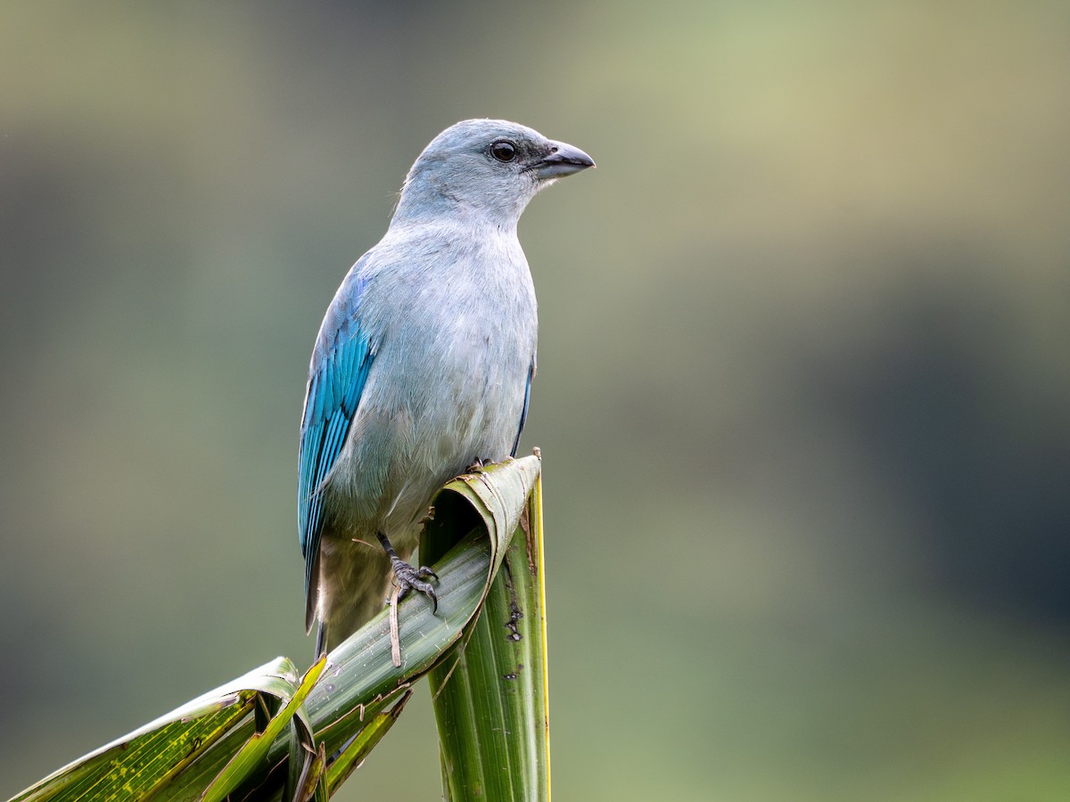 Azure-shouldered Tanager - ML643848839