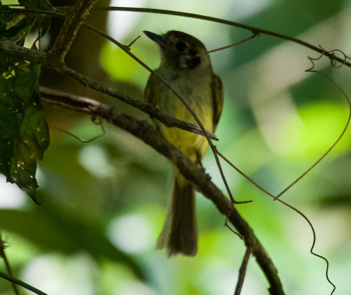 Sepia-capped Flycatcher - ML643848845