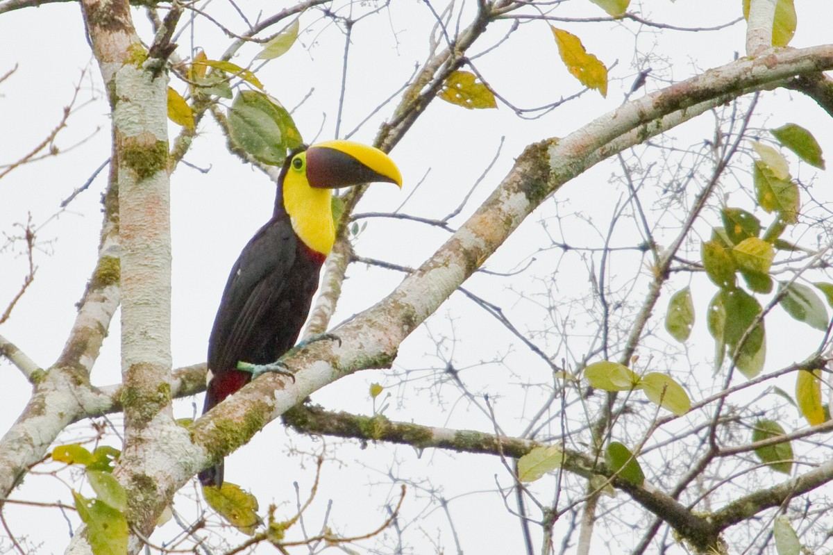 Yellow-throated Toucan (Chestnut-mandibled) - ML643848846