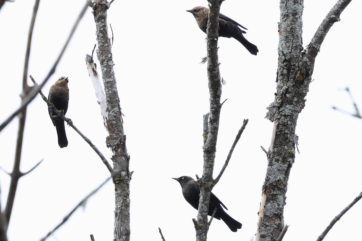 Rusty Blackbird - ML643848853