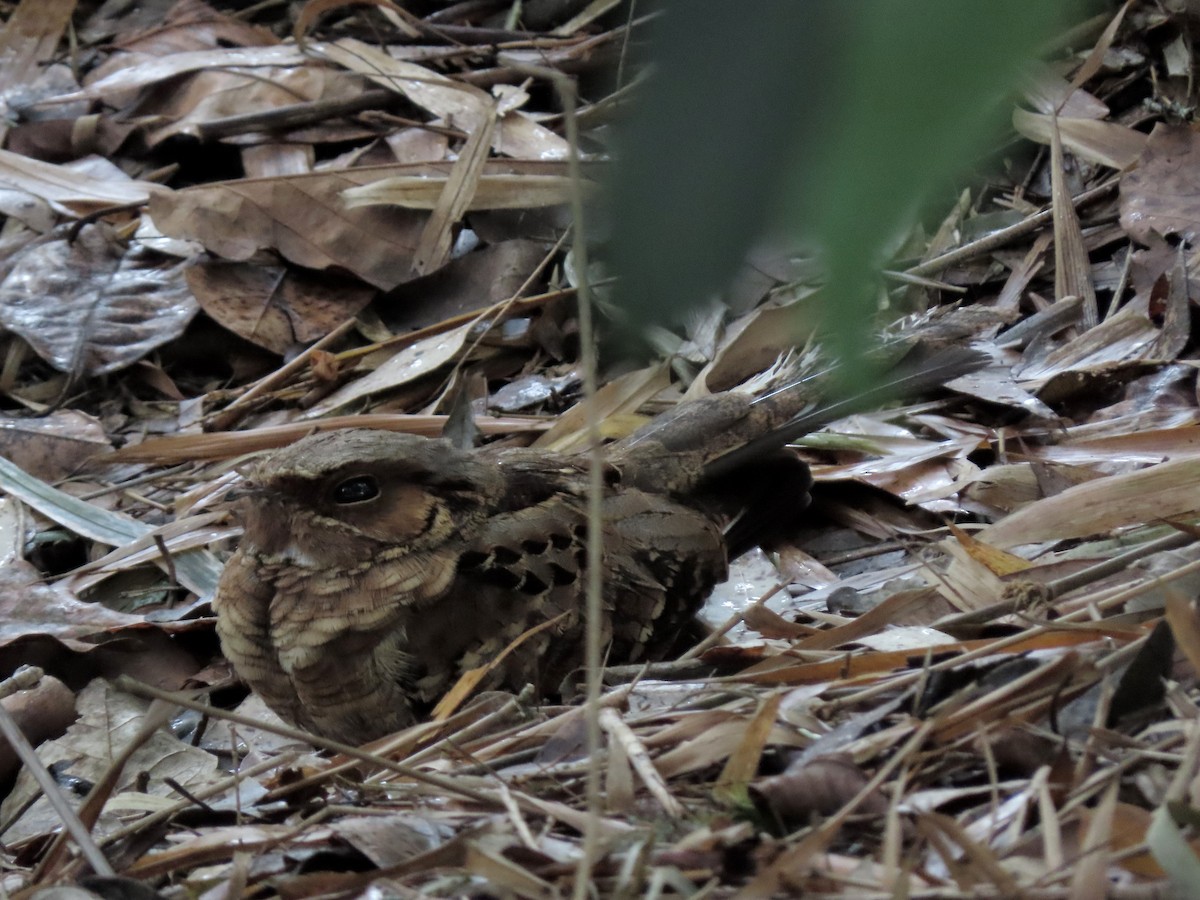 Common Pauraque - ML643848854