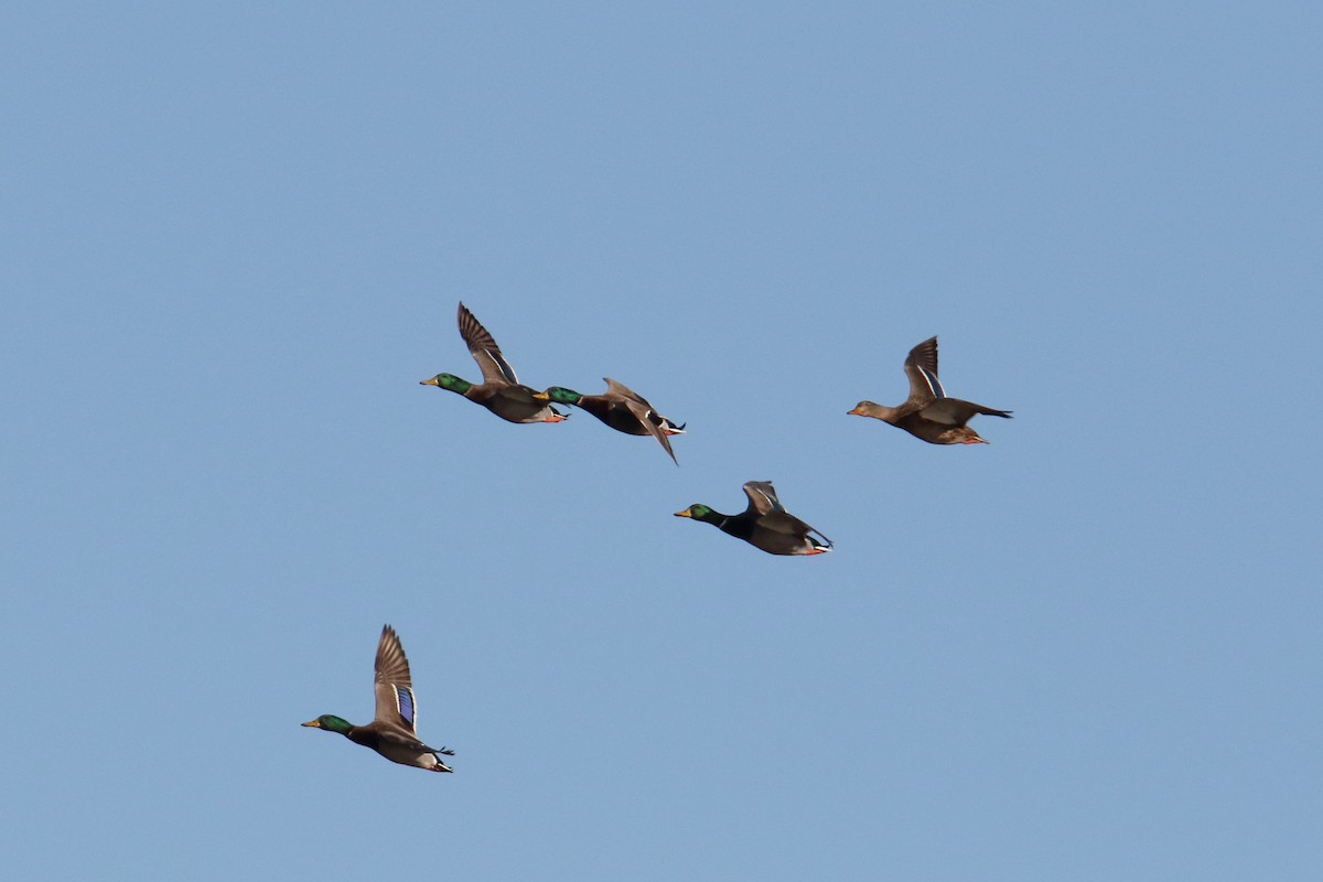 Mallard - ML643848859