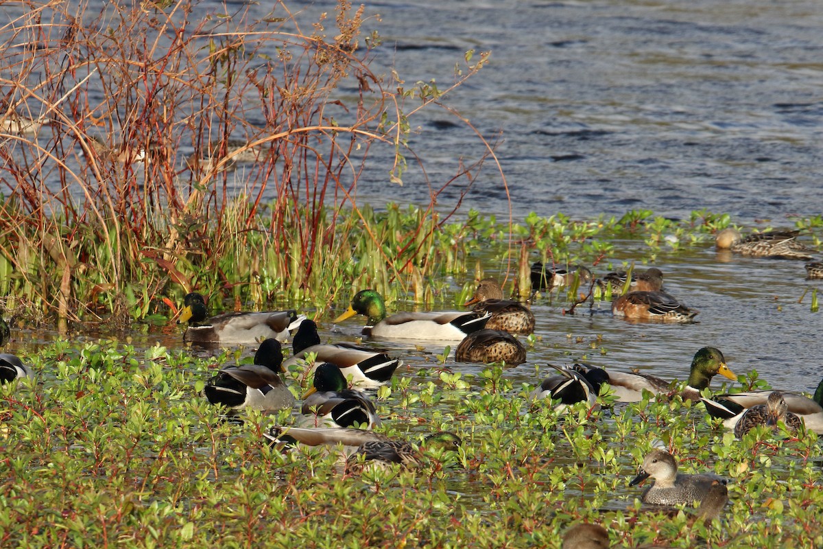 Mallard - ML643848860