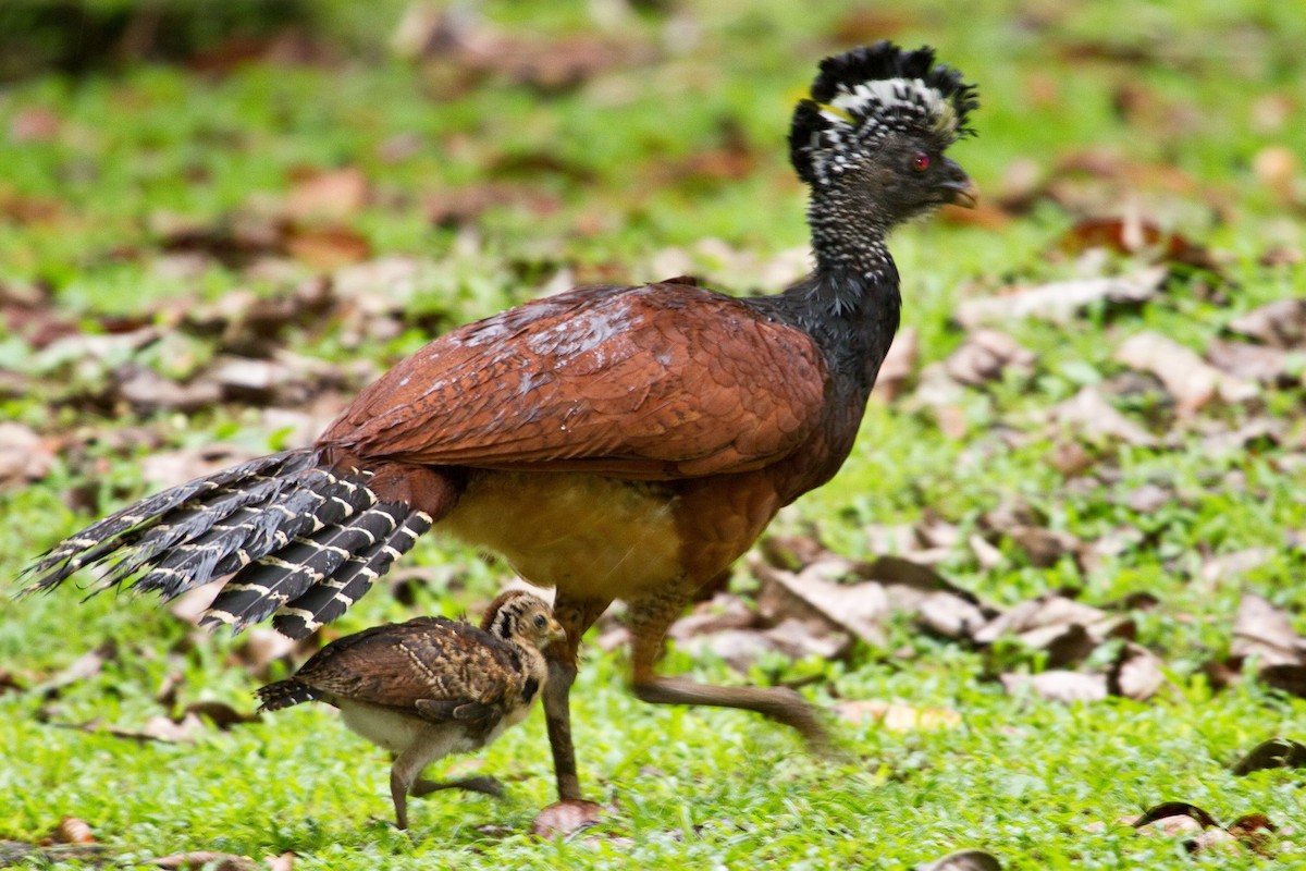 Кракс великий - ML643848861