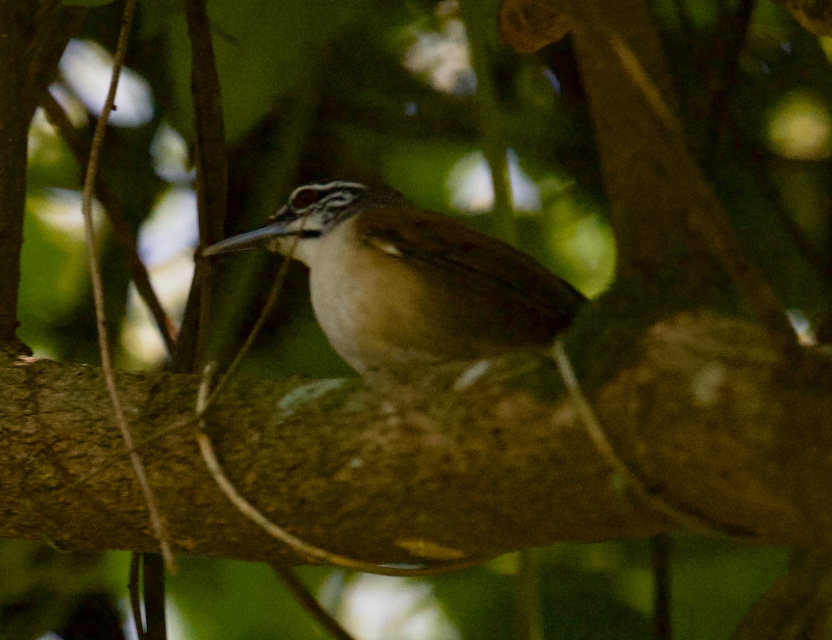 Moustached Wren - ML643848863