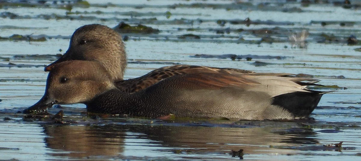 Canard chipeau - ML643848870
