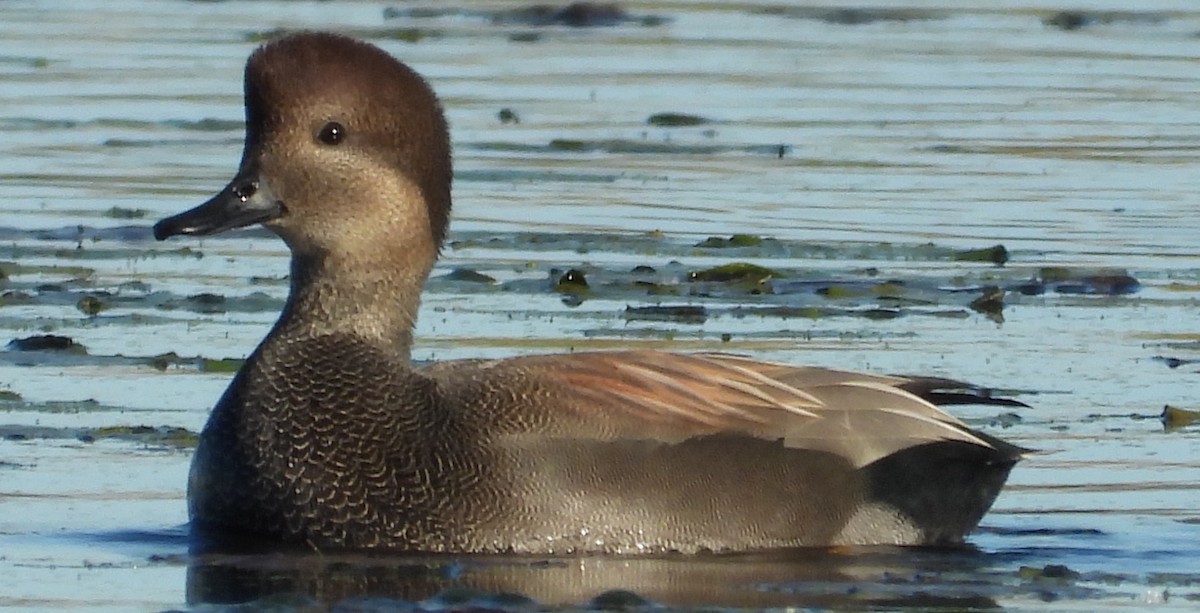 Canard chipeau - ML643848871