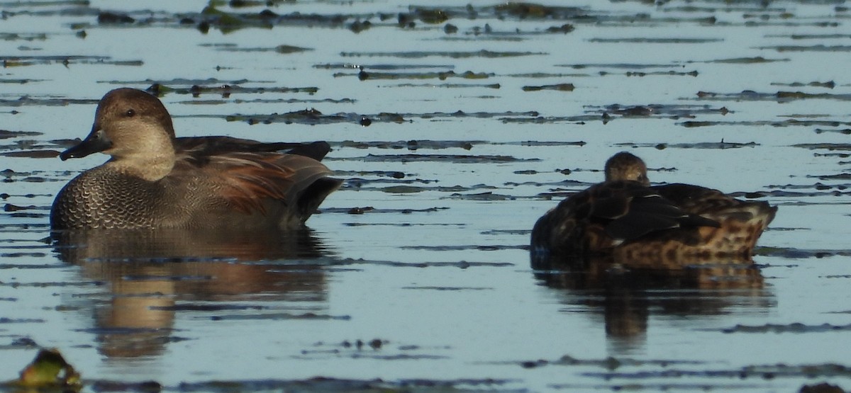 Canard chipeau - ML643848872