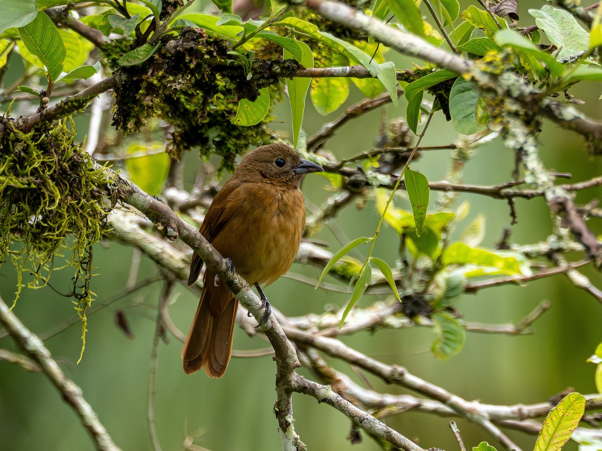 Ruby-crowned Tanager - ML643848873