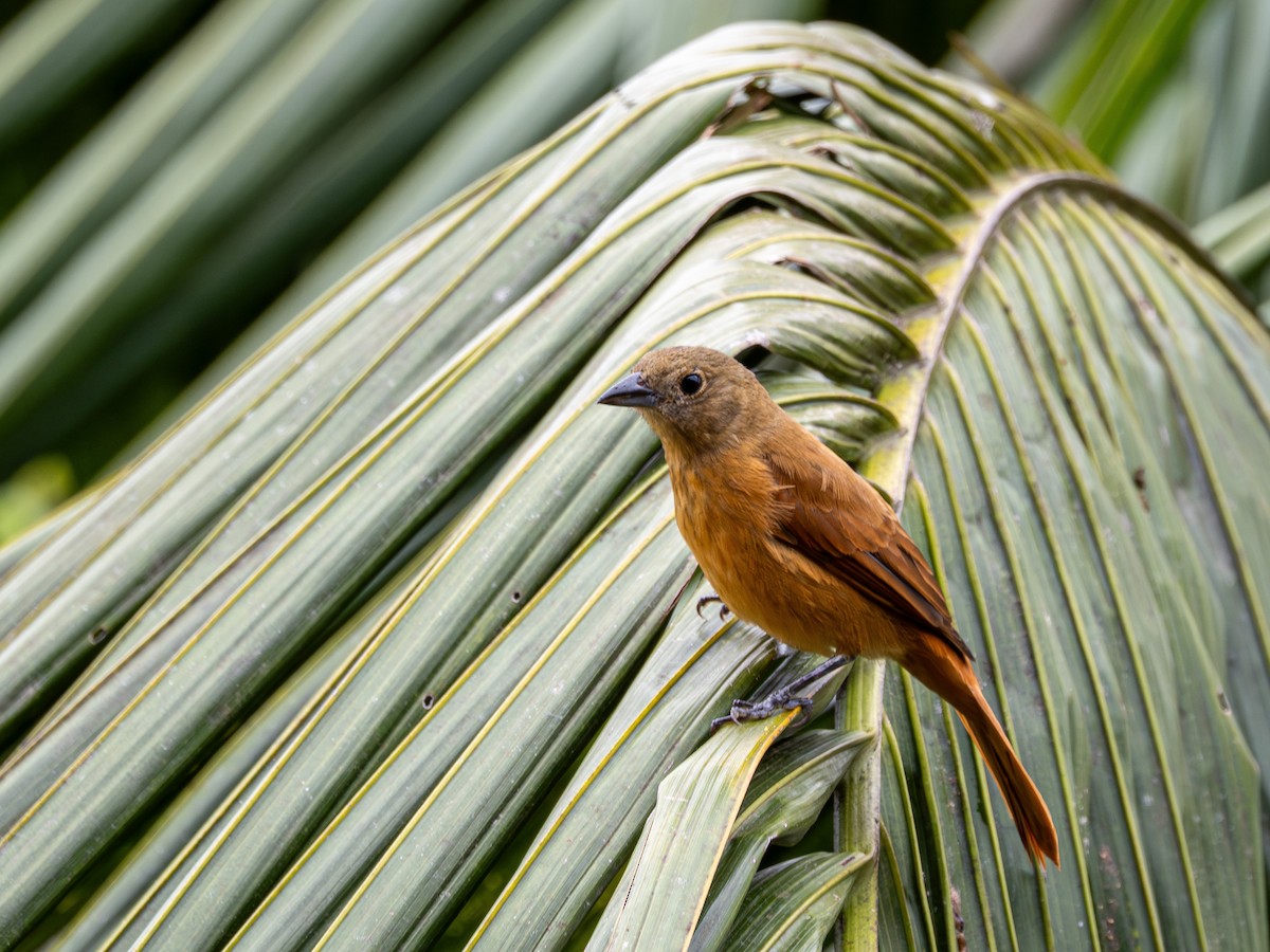 Ruby-crowned Tanager - ML643848876