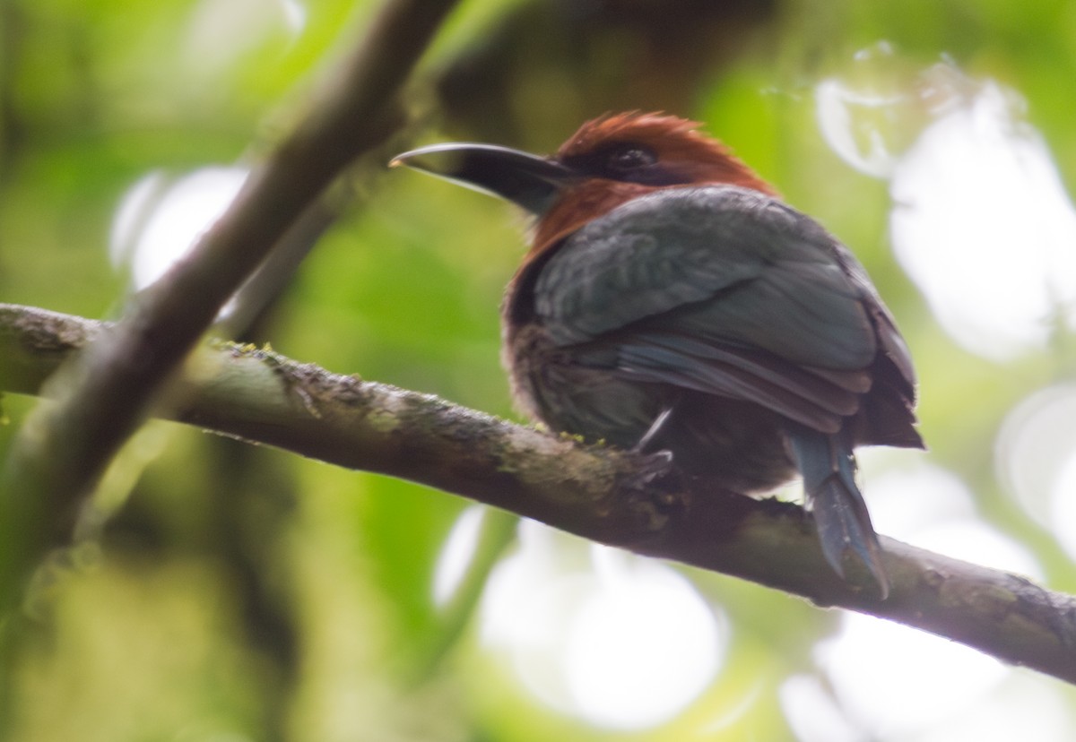 Broad-billed Motmot - ML643848883