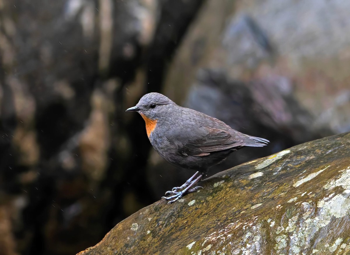 Rufous-throated Dipper - ML643848885