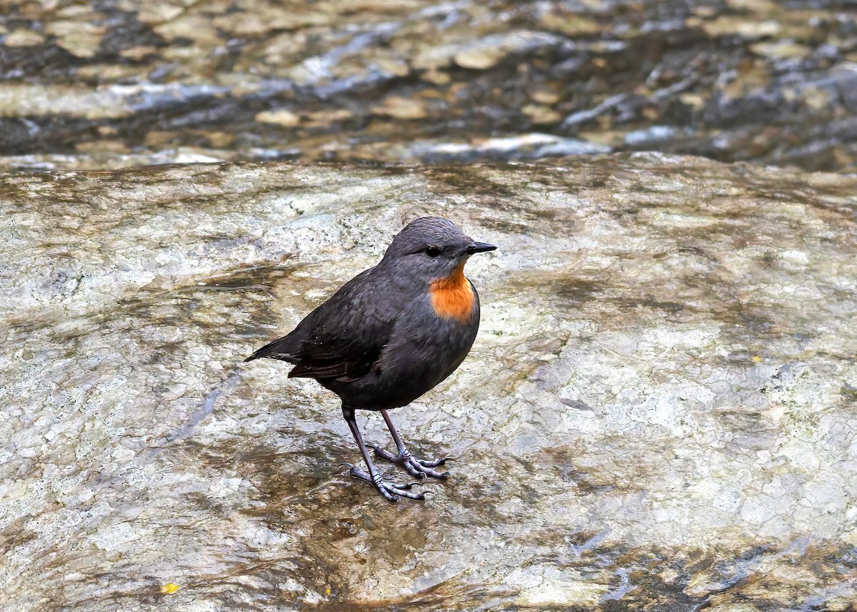 Rufous-throated Dipper - ML643848886
