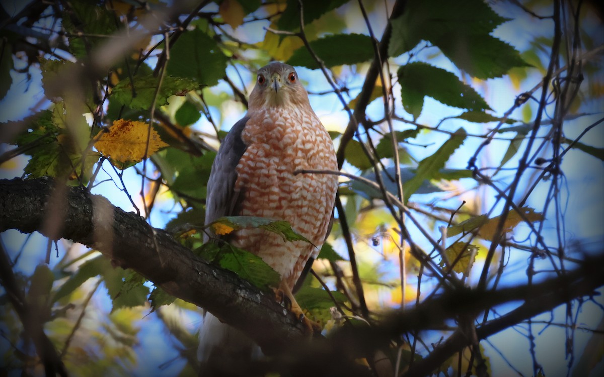 Cooper's Hawk - ML643848889