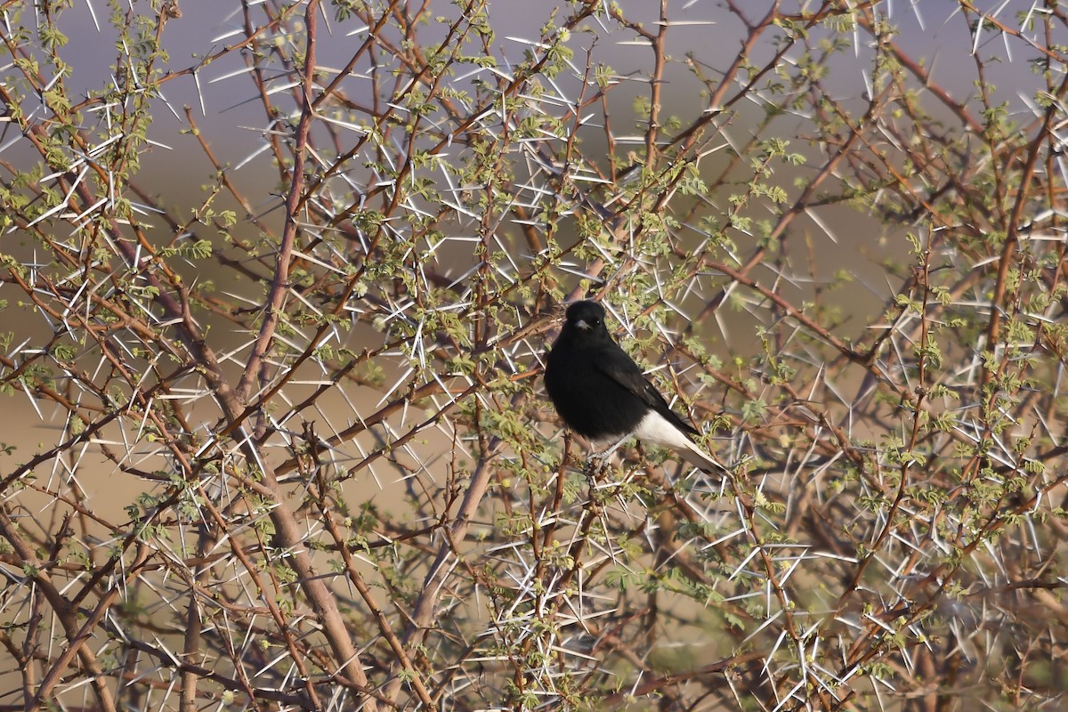 סלעית שחורת-בטן - ML643848895