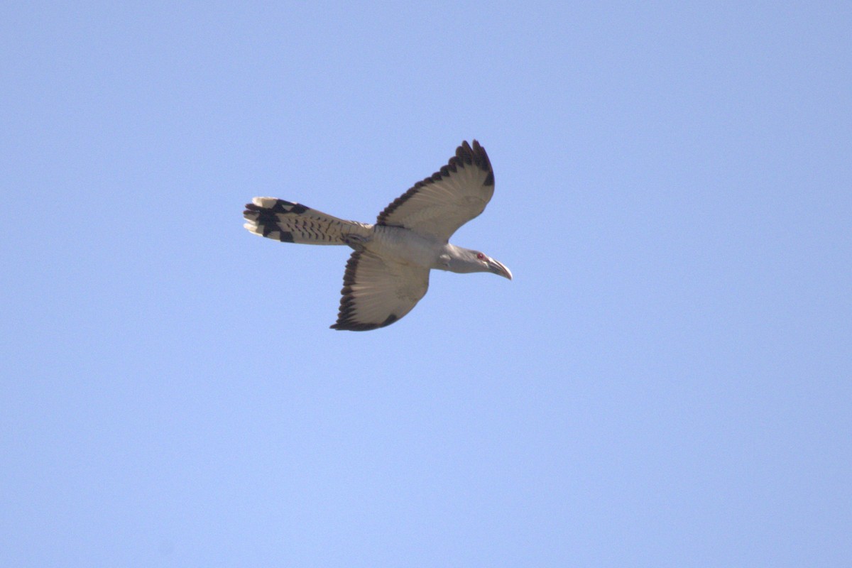 Channel-billed Cuckoo - ML643848908
