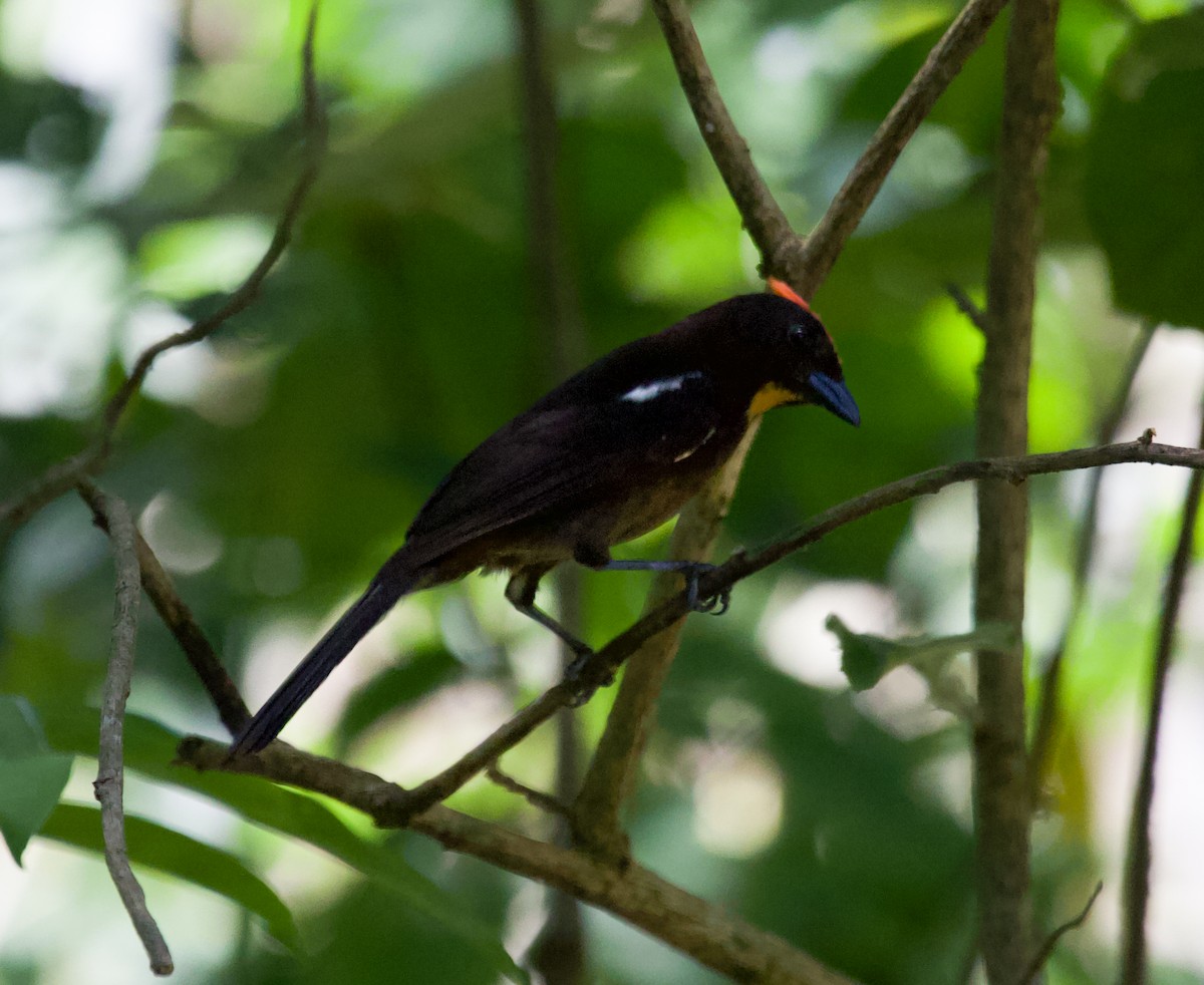 Flame-crested Tanager - ML643848910