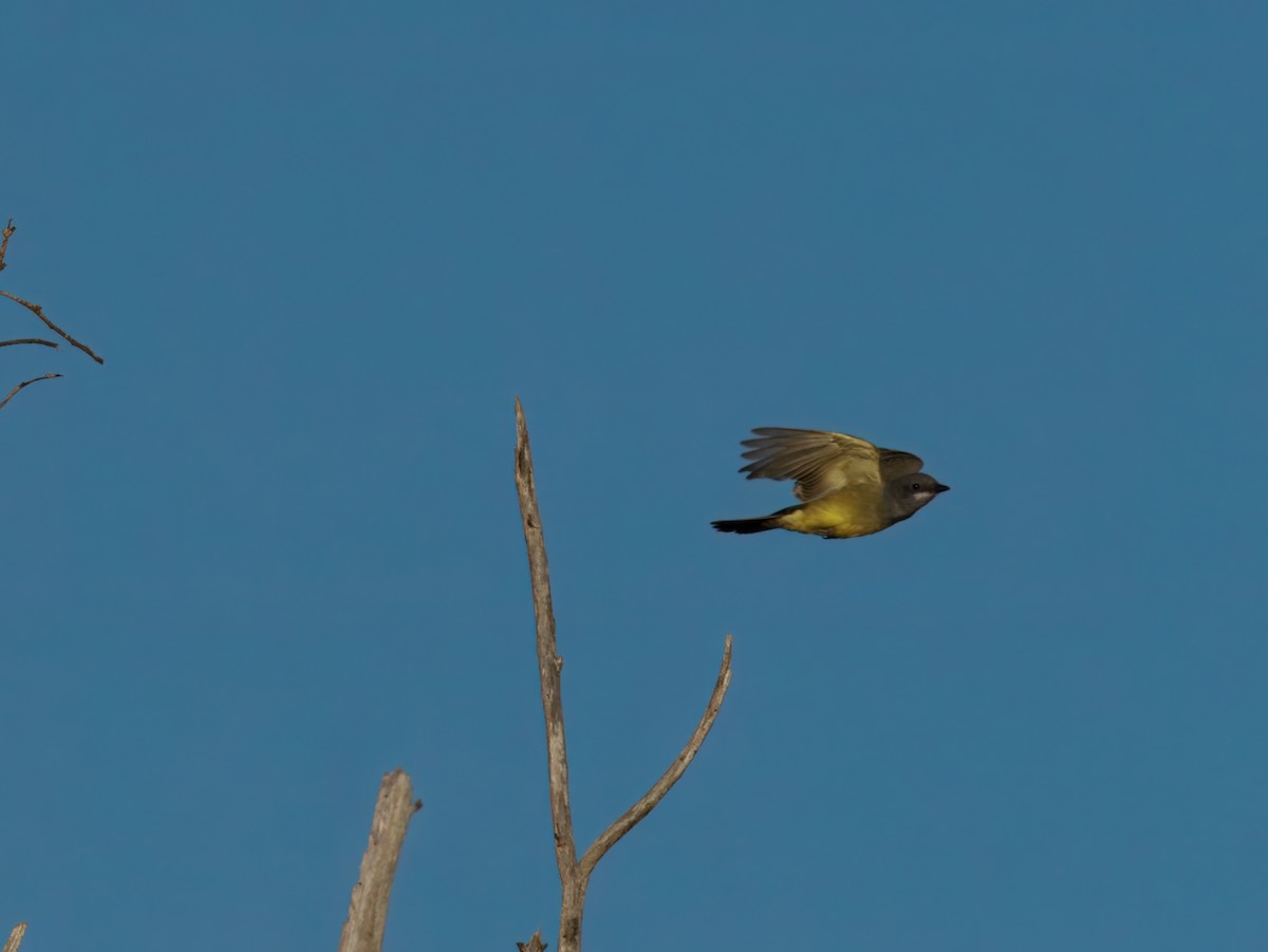 Cassin's Kingbird - ML643848914