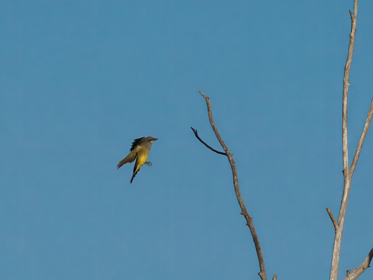 Cassin's Kingbird - ML643848915