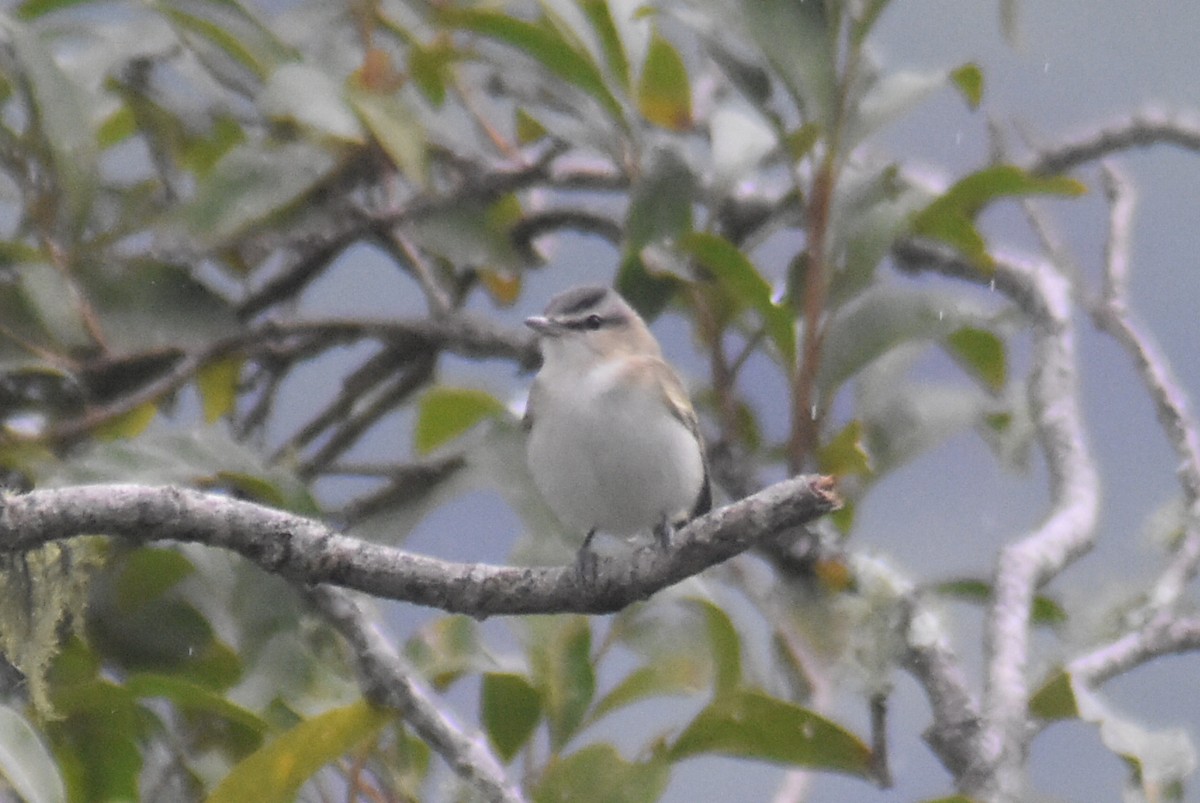 Rotaugenvireo - ML643848928