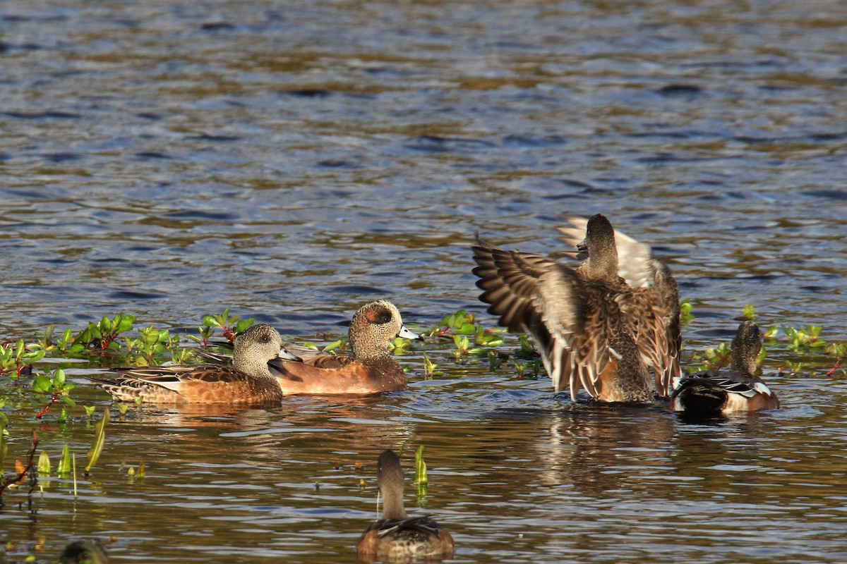 American Wigeon - ML643848934