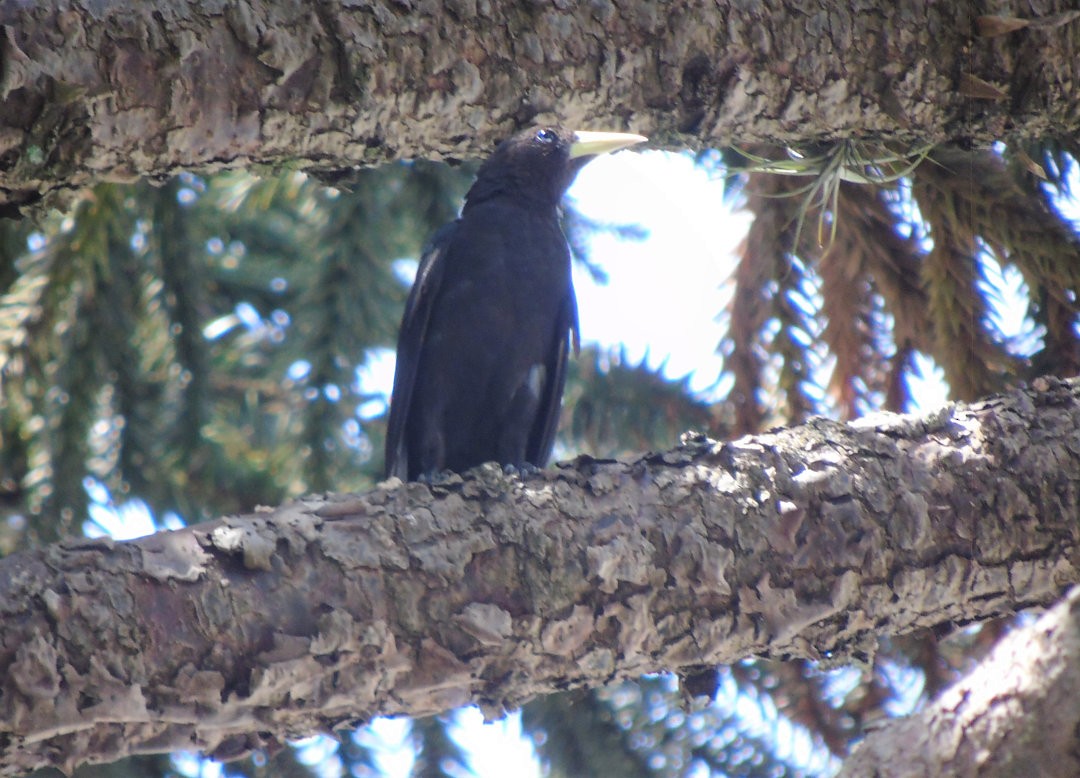 Red-rumped Cacique - ML643848943