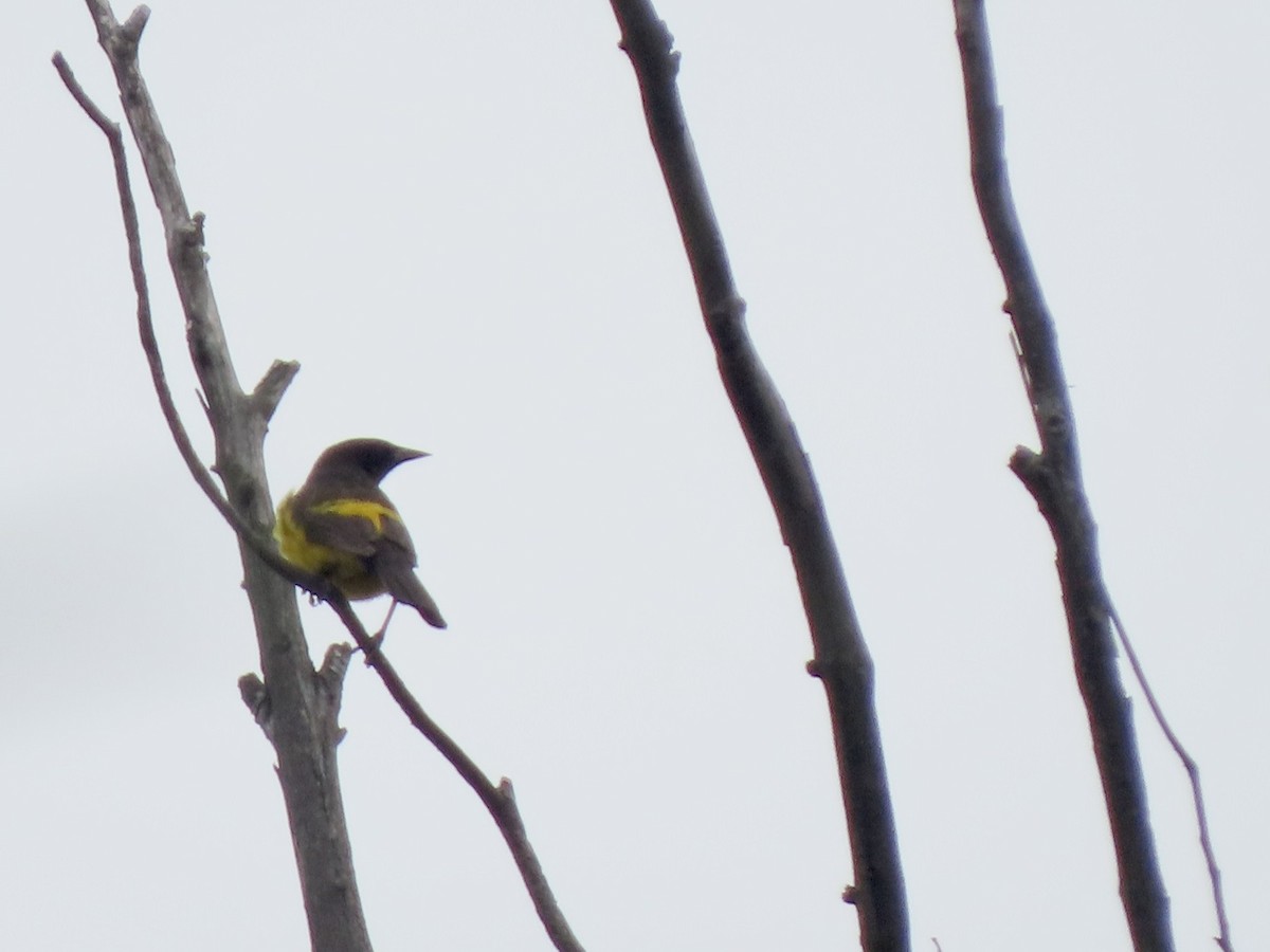 Yellow-rumped Marshbird - ML643848945