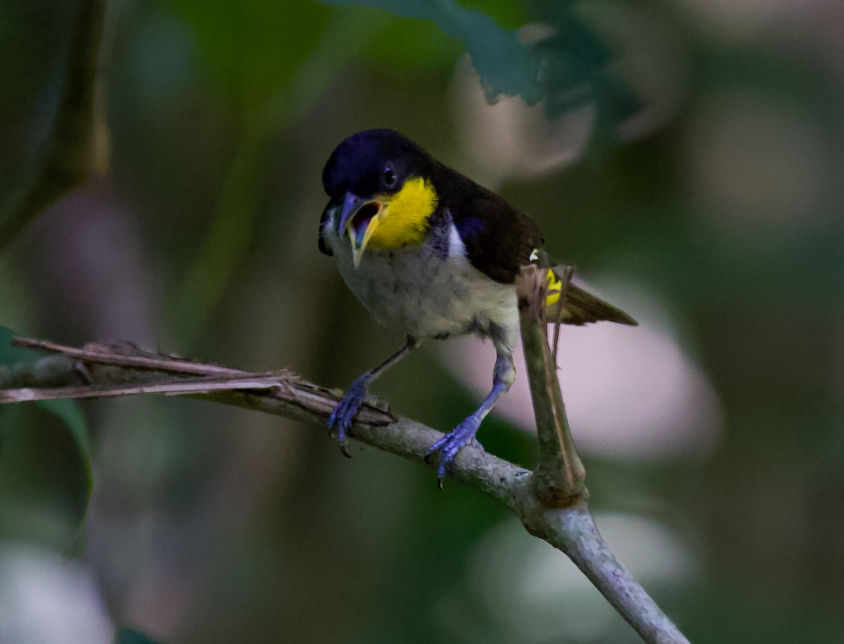 Yellow-backed Tanager - ML643848955