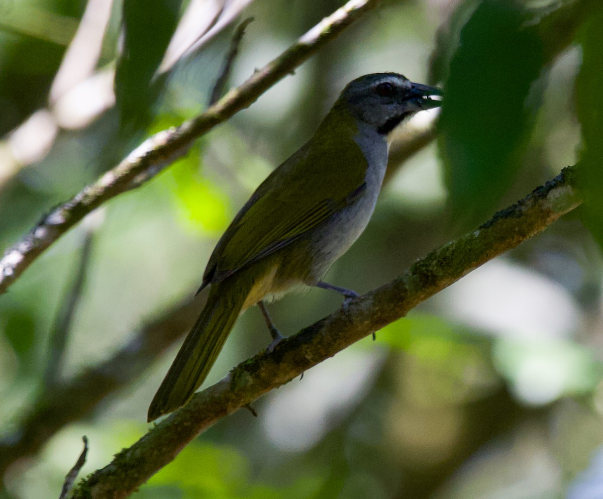 Buff-throated Saltator - ML643848977