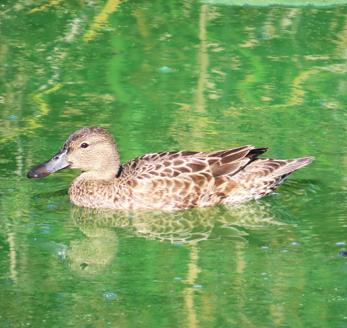 Cinnamon Teal - ML643848978