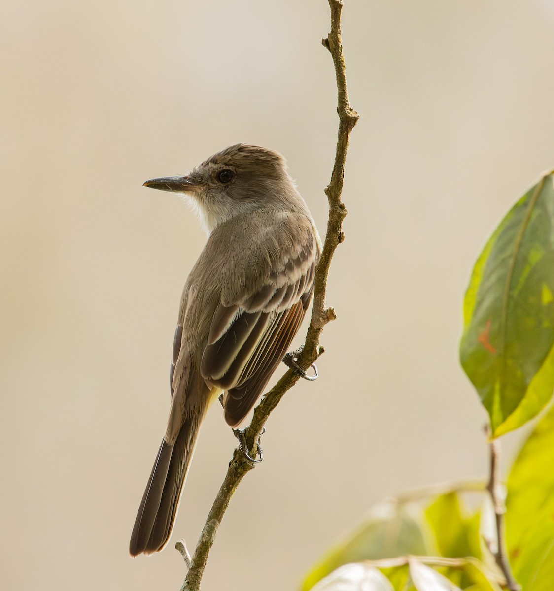 Brown-crested Flycatcher - ML643848988