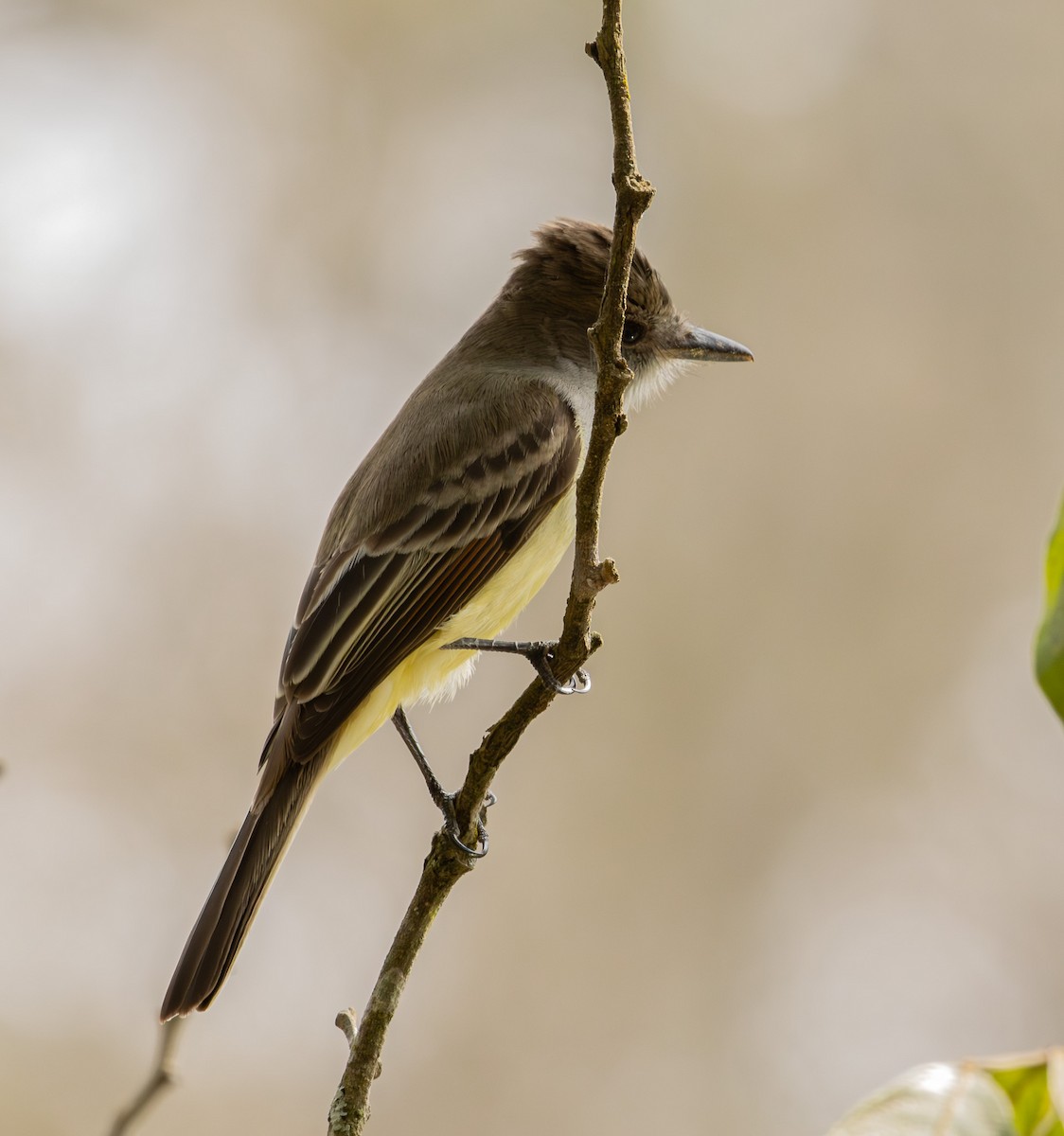 Brown-crested Flycatcher - ML643848989