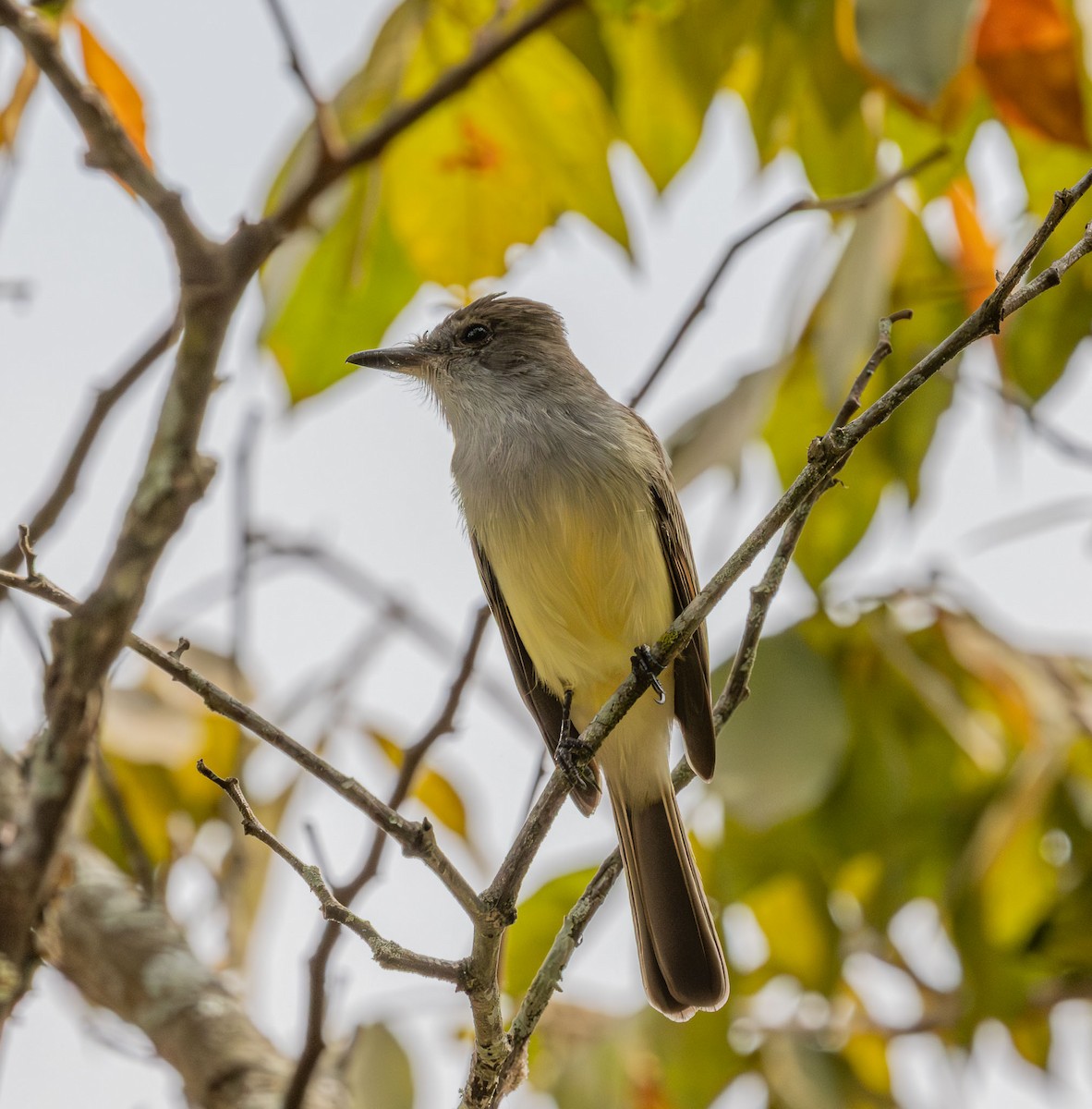 Brown-crested Flycatcher - ML643848990