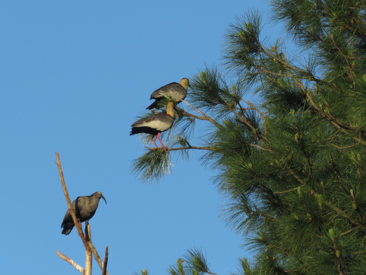 Светлошейный ибис - ML643848996