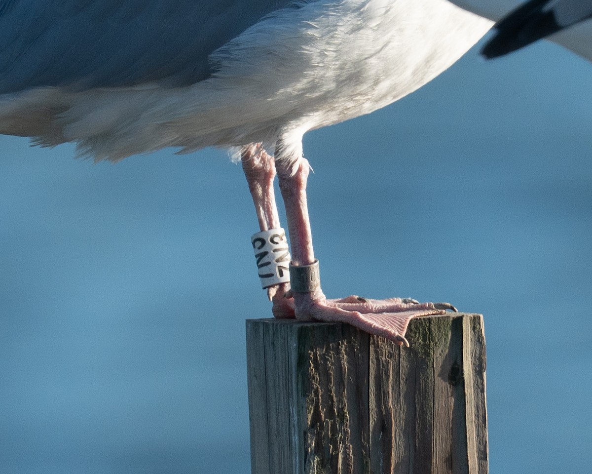 American Herring Gull - ML643849008