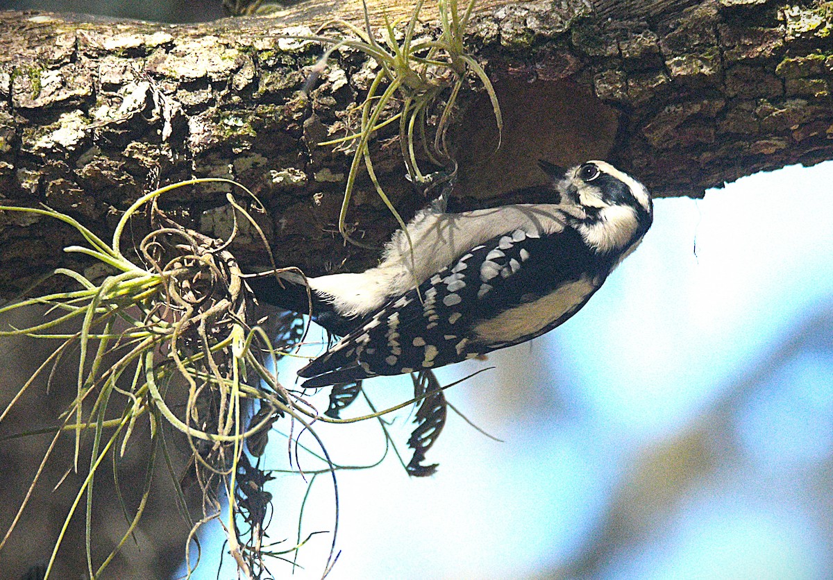 Downy Woodpecker - ML643849010