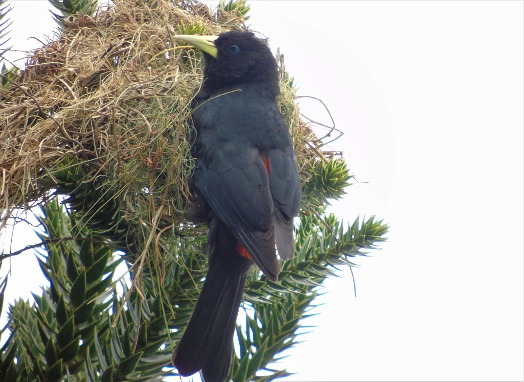 Red-rumped Cacique - ML643849012