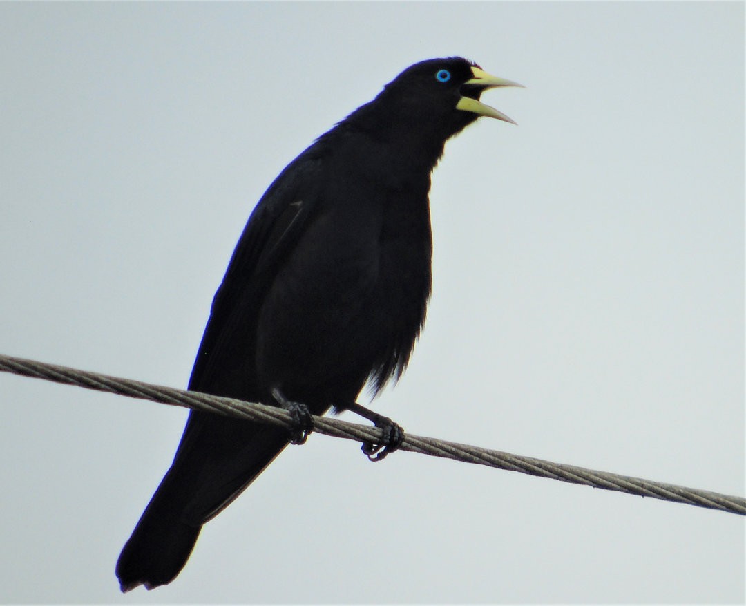 Red-rumped Cacique - ML643849013