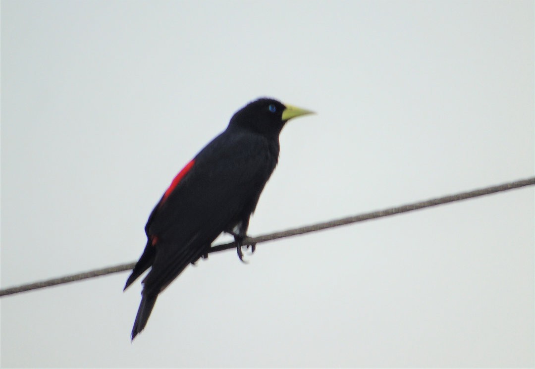 Red-rumped Cacique - ML643849014