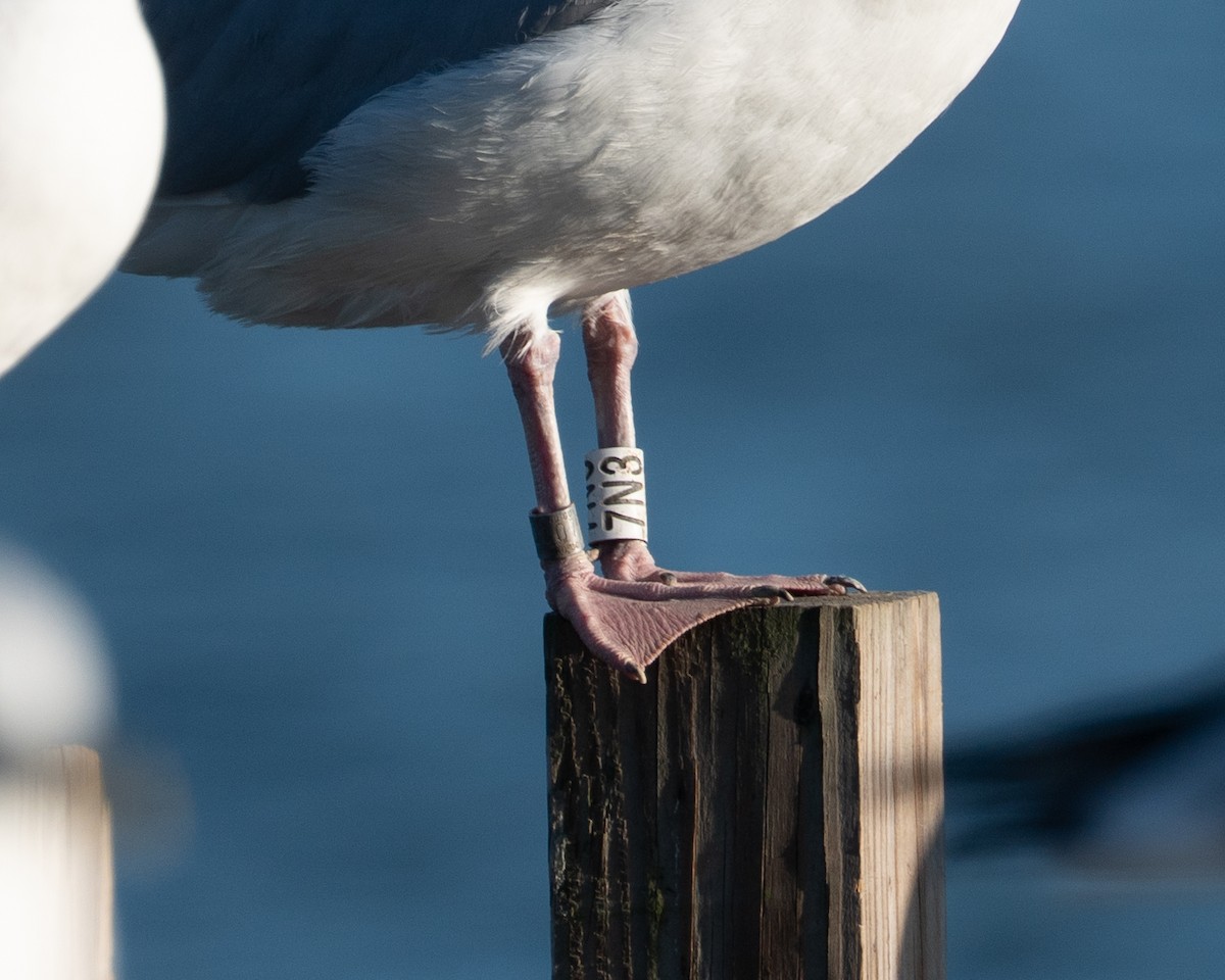 racek americký - ML643849015