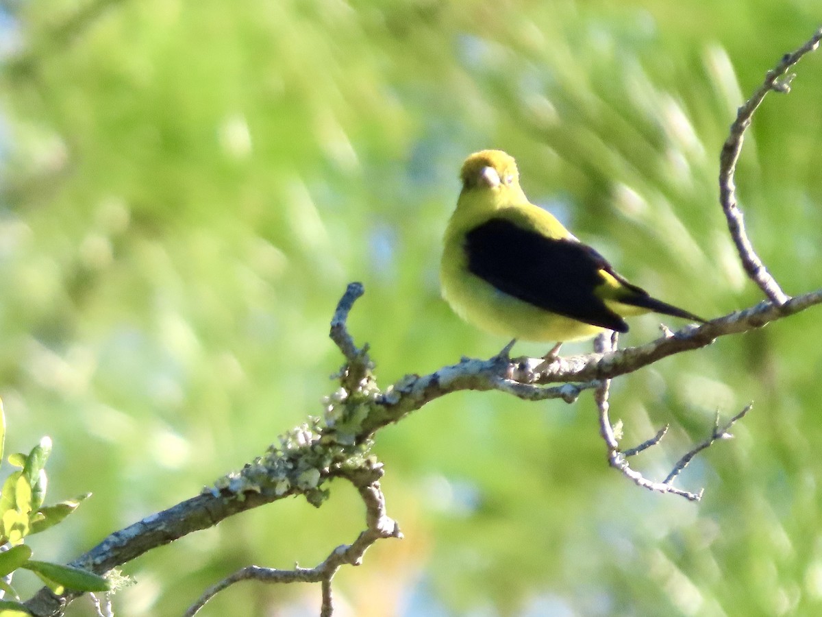 Scarlet Tanager - ML643849038