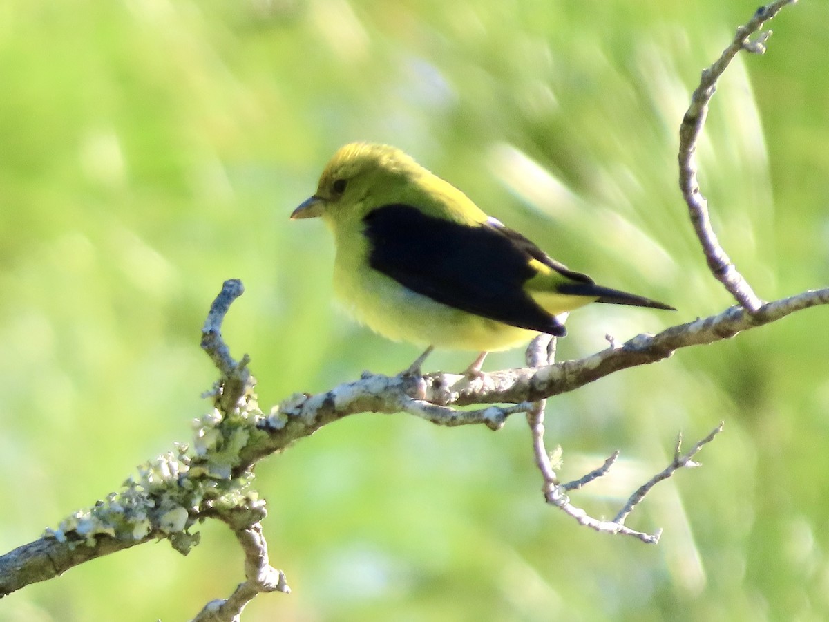 Scarlet Tanager - ML643849039