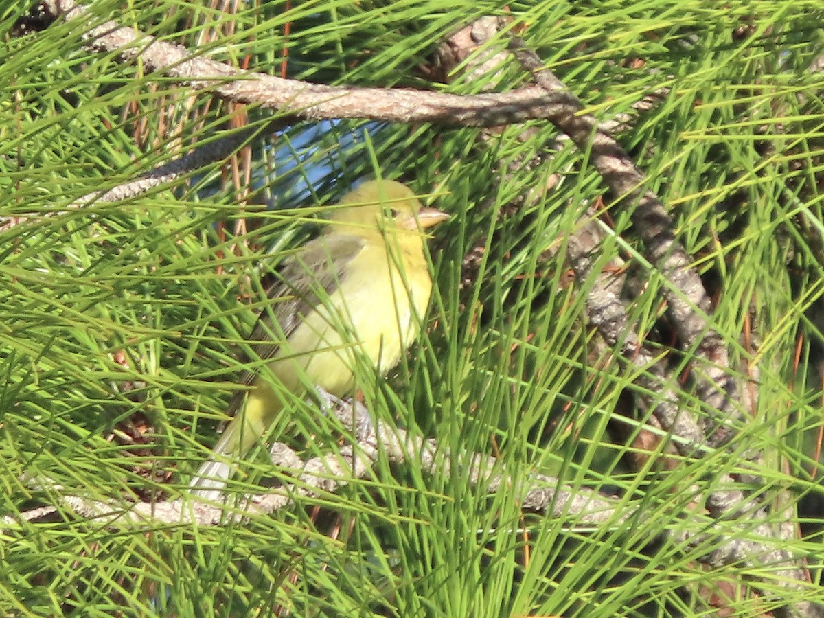Scarlet Tanager - ML643849040