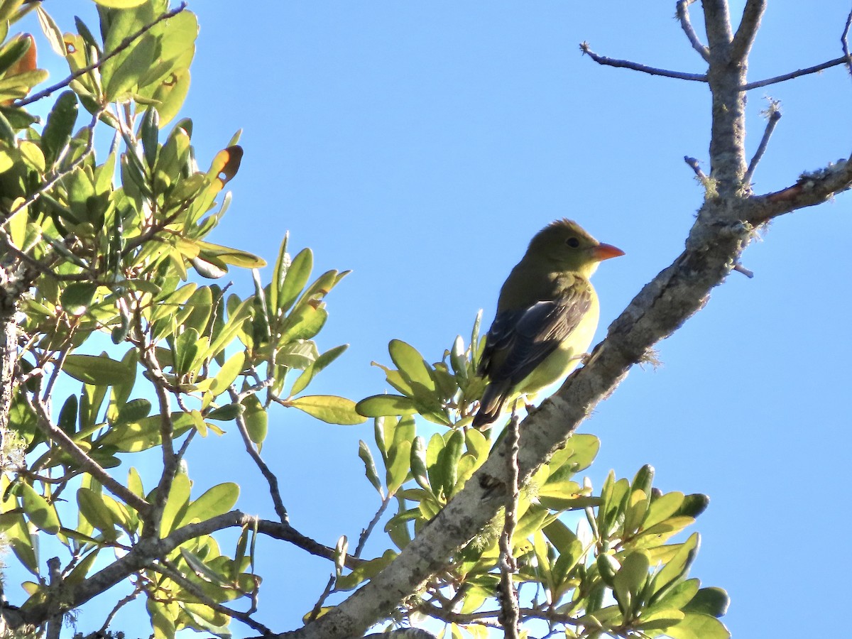 Scarlet Tanager - ML643849041